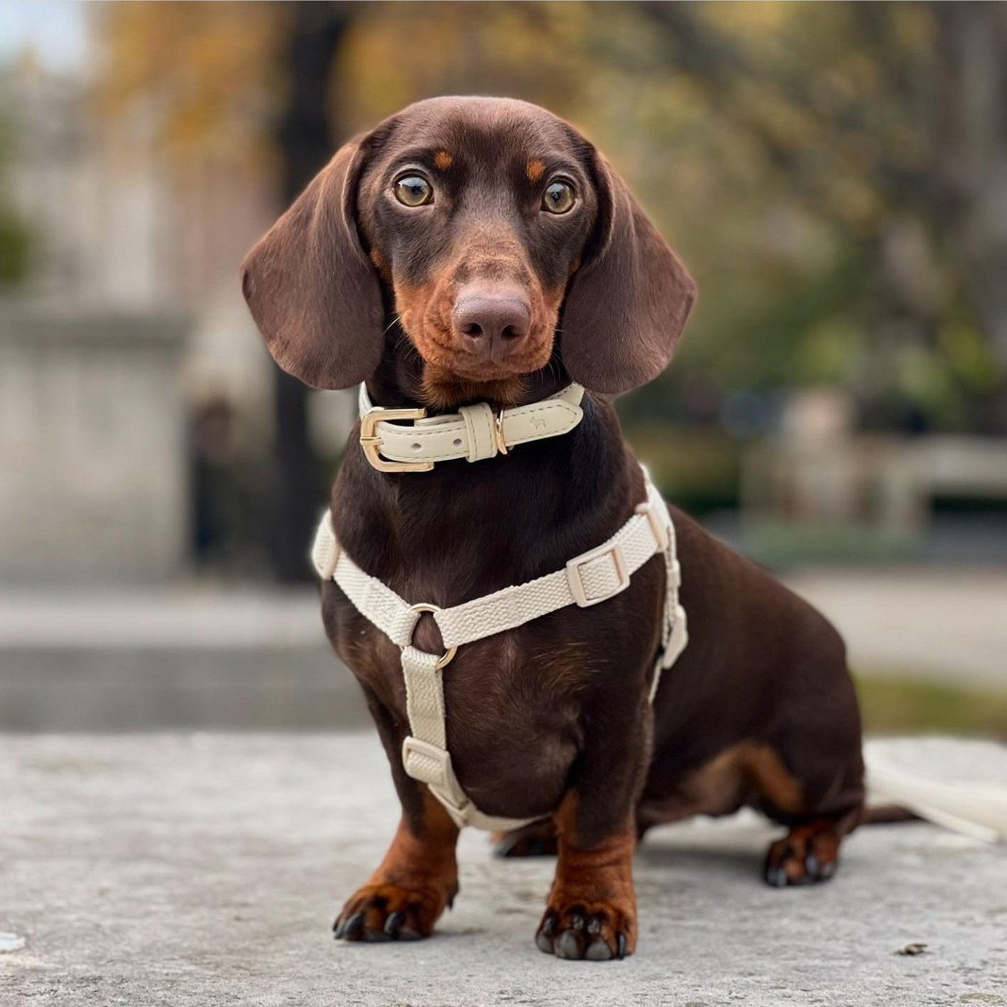 Luxury Dog Harnesses, Designer Puppy Harness