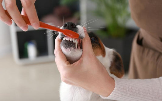 How to clean a dog's teeth and gums correctly