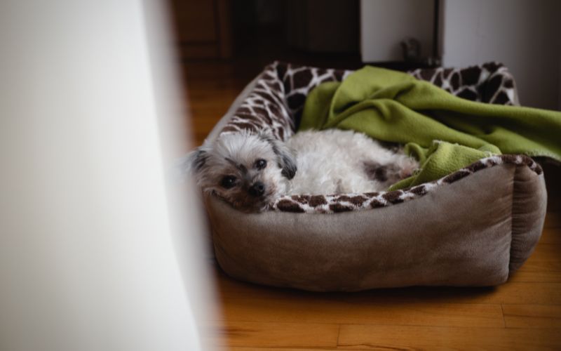 How to stop a dog barking through the night | Barc London