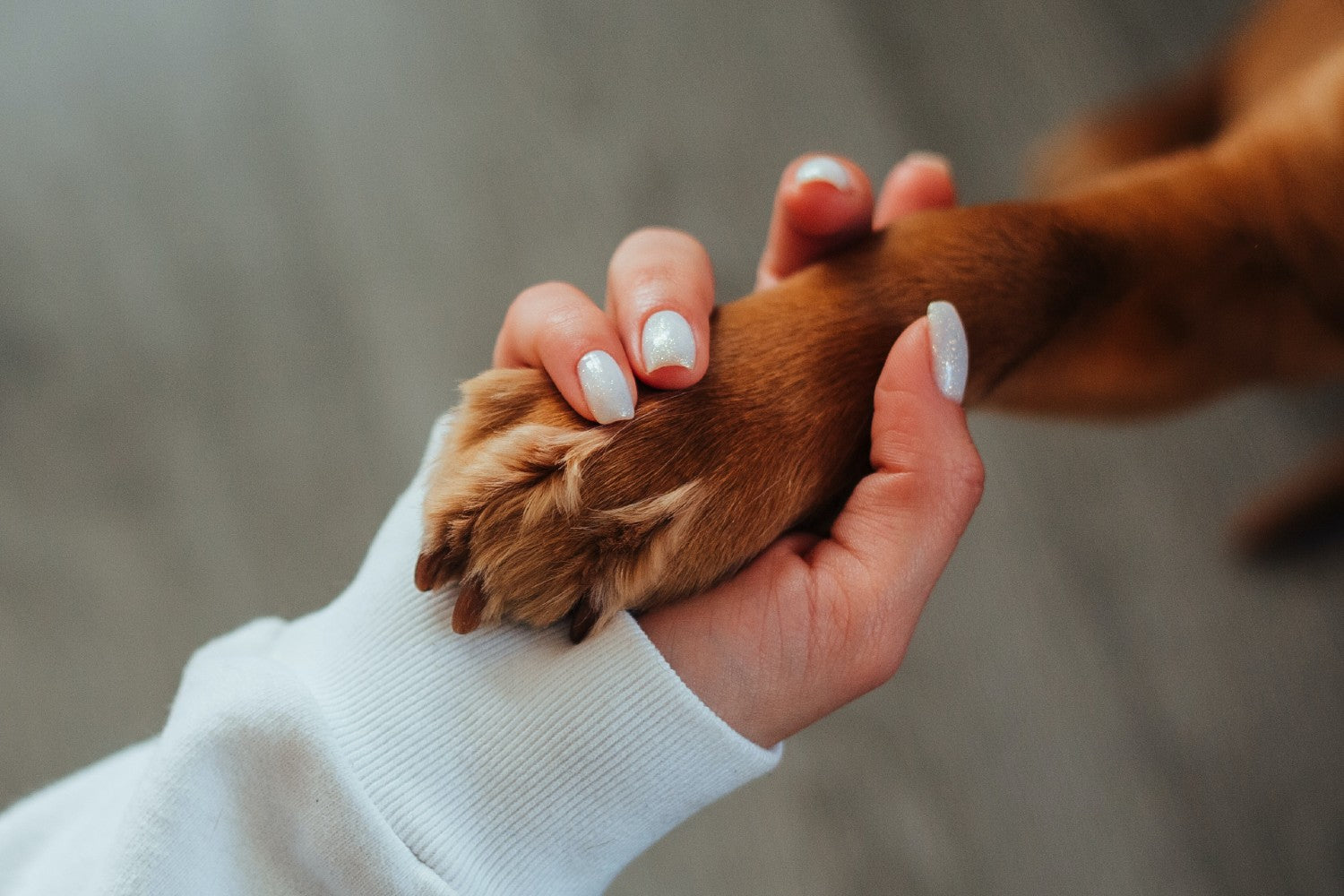 Signs your dog trusts you, according to science Barc London