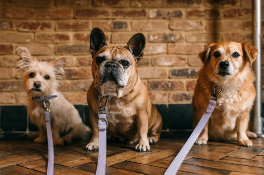 A Buyer's Guide to Barc London's Dog Leads