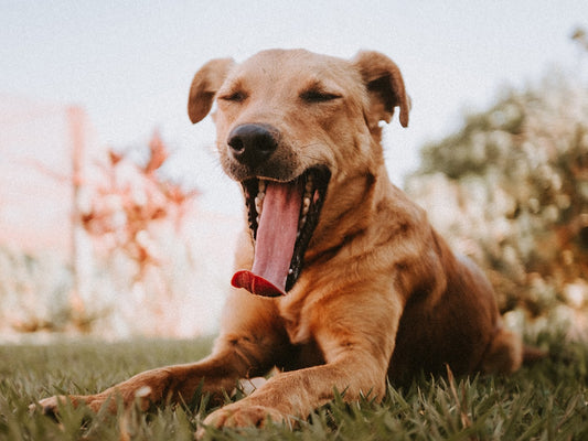 Dog Yawning Outdoors. Photo Credit: Eduardo Gorghetto, Unsplash