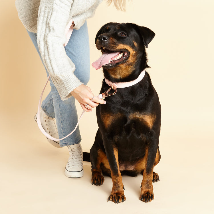 Pink Dog Lead being clipped to Matching Pink Dog Collar