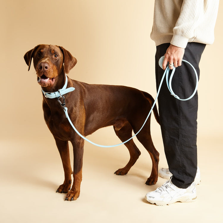Large Dog Wearing Blue Collar with Matching Blue Lead