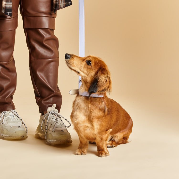 Small Dog Models Small Dog Collar and Lead Set in Purple