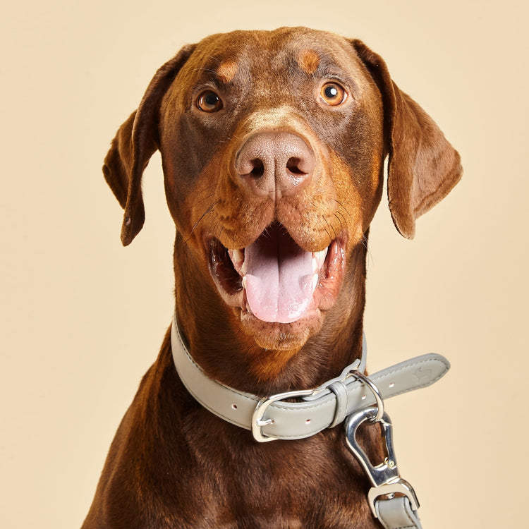 Collar and Lead Set in Ash Grey, by Barc London