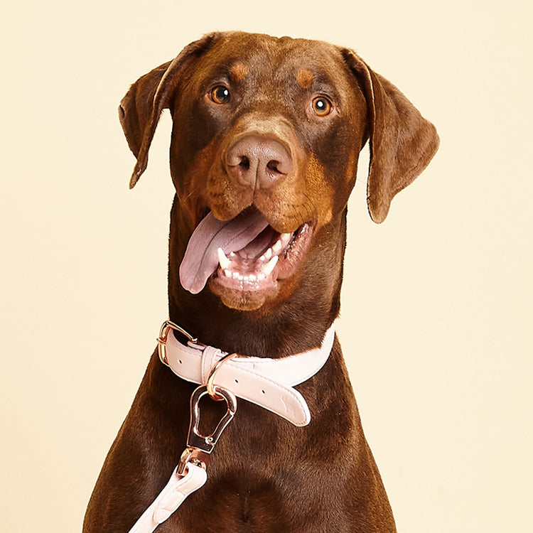 Collar and Lead Set in Blush Pink, by Barc London