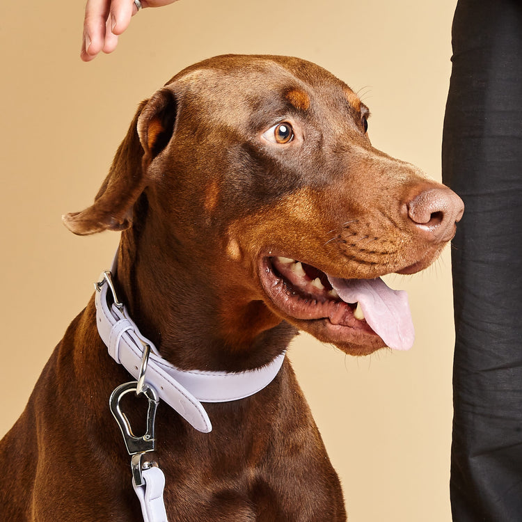 Collar and Lead Set in Fresh Lilac, by Barc London
