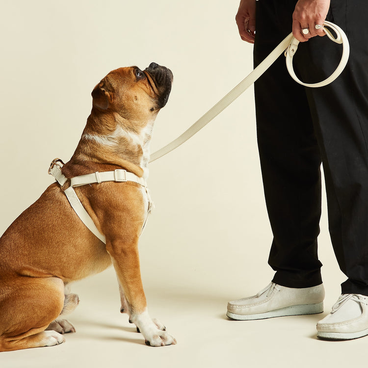 Harness and Lead Set in Off White, by Barc London