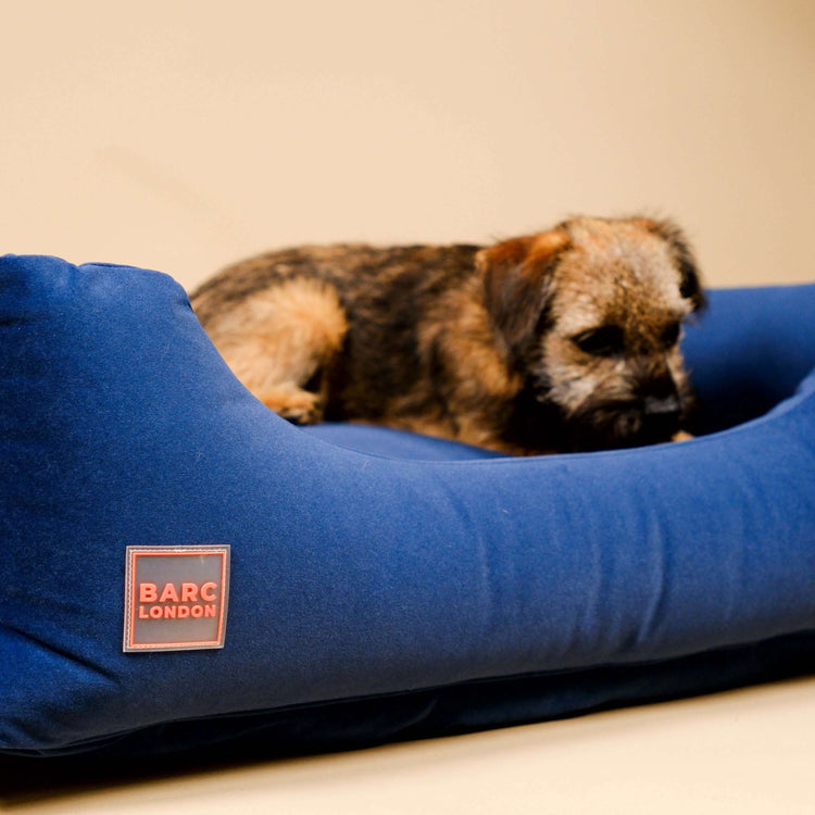 Royal Blue Premium Everyday Bed