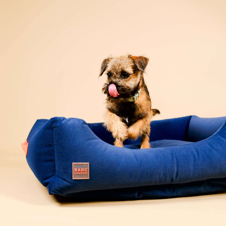 Royal Blue Premium Everyday Bed