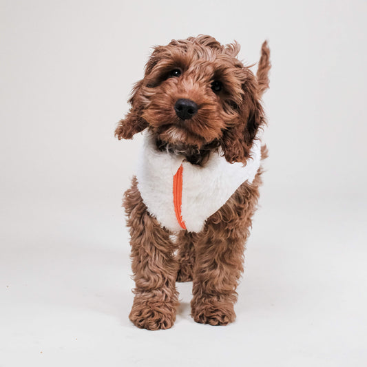 Sherpa Fleece Dog Vest Multipack