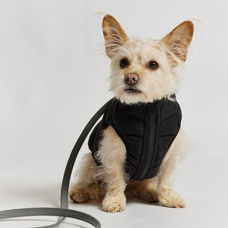 Reversible Dog Puffer Jacket: Black & Off White