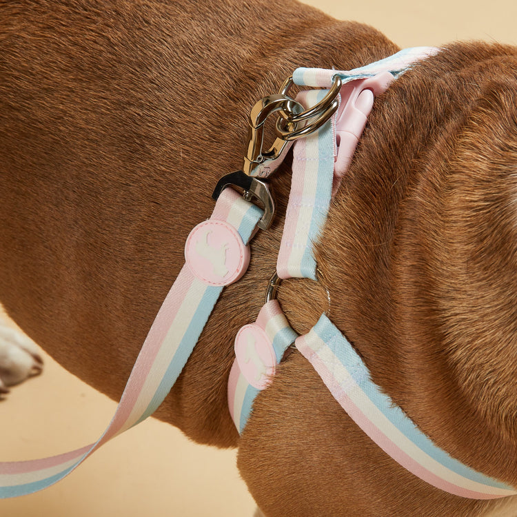 Barc London Candyfloss Stripe Fabric Dog Harness Modelled by Dog