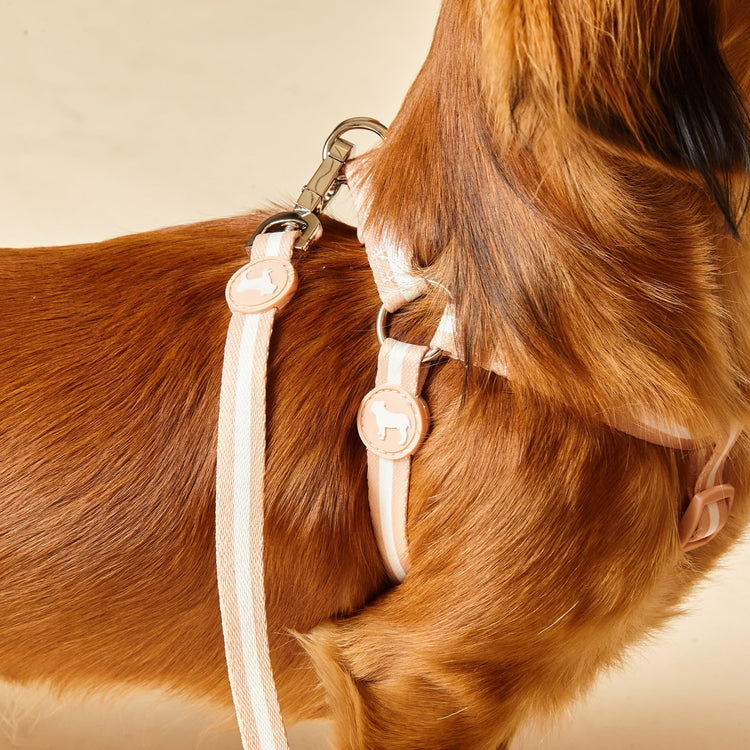 Champagne & White Luxury Harness for Dogs. Three Stripe Colourway & Matching Lead.