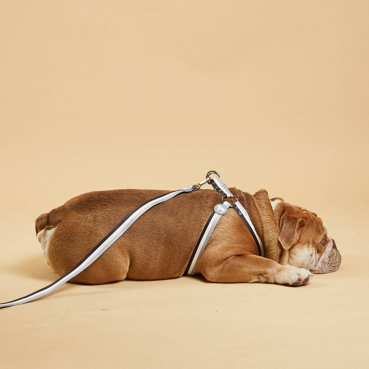 Comfortable Dog Harness in Barc London's Liquorice Striped. Modelled by Medium-Sized Dog.