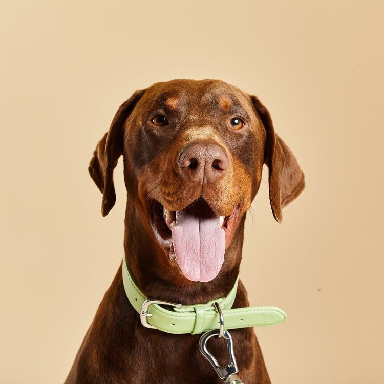Doberman Wears Barc London's Lush Green Collar