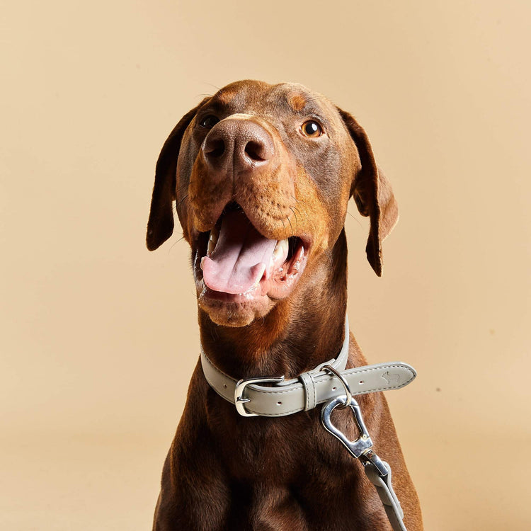 Doberman Wearing Barc London's Grey Dog Collar