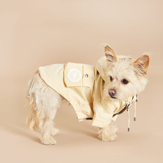 Little dog in a yellow raincoat With Peaked Hood