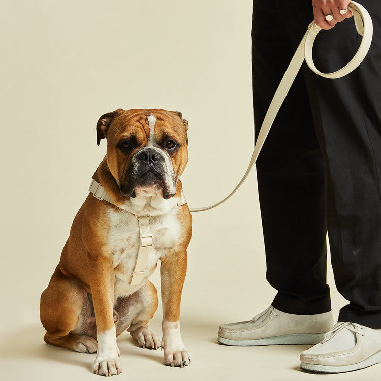 Ivory Y Shaped Dog Harness with Adjustable Off White Chest Straps