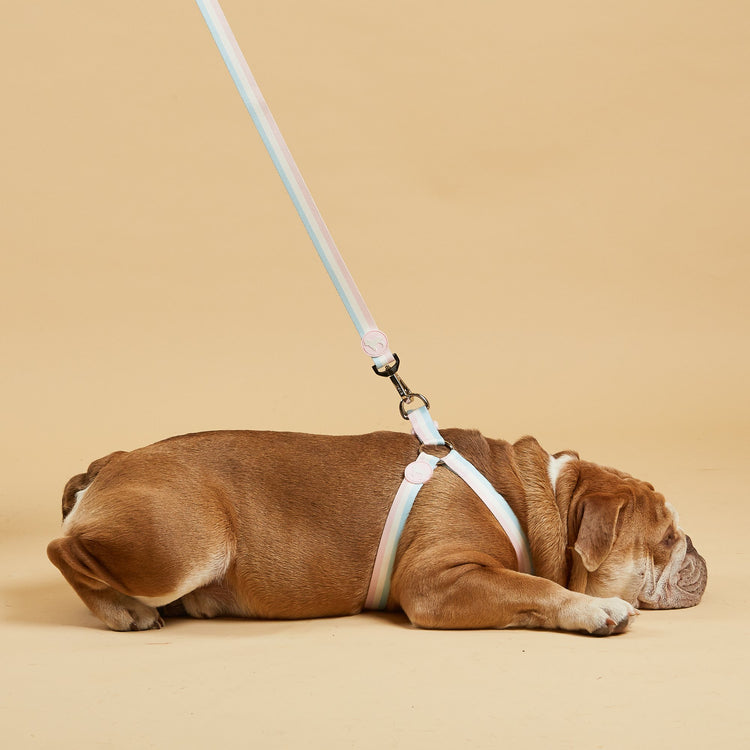 Three-Stripe Pretty Dog Harness by Barc London with Matching Lead Attached via Silver Clips.