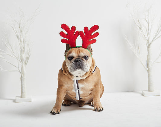 Archie the French Bulldog in some festive antlers