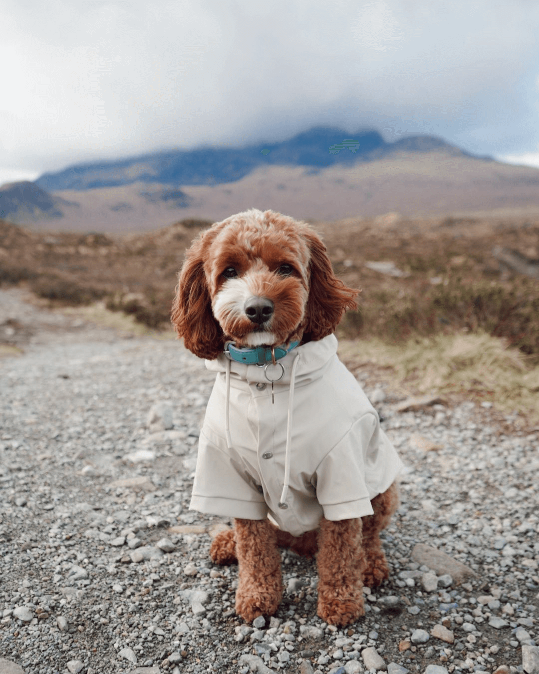 5 Dog-Friendly UK Walks for Stylish Adventures