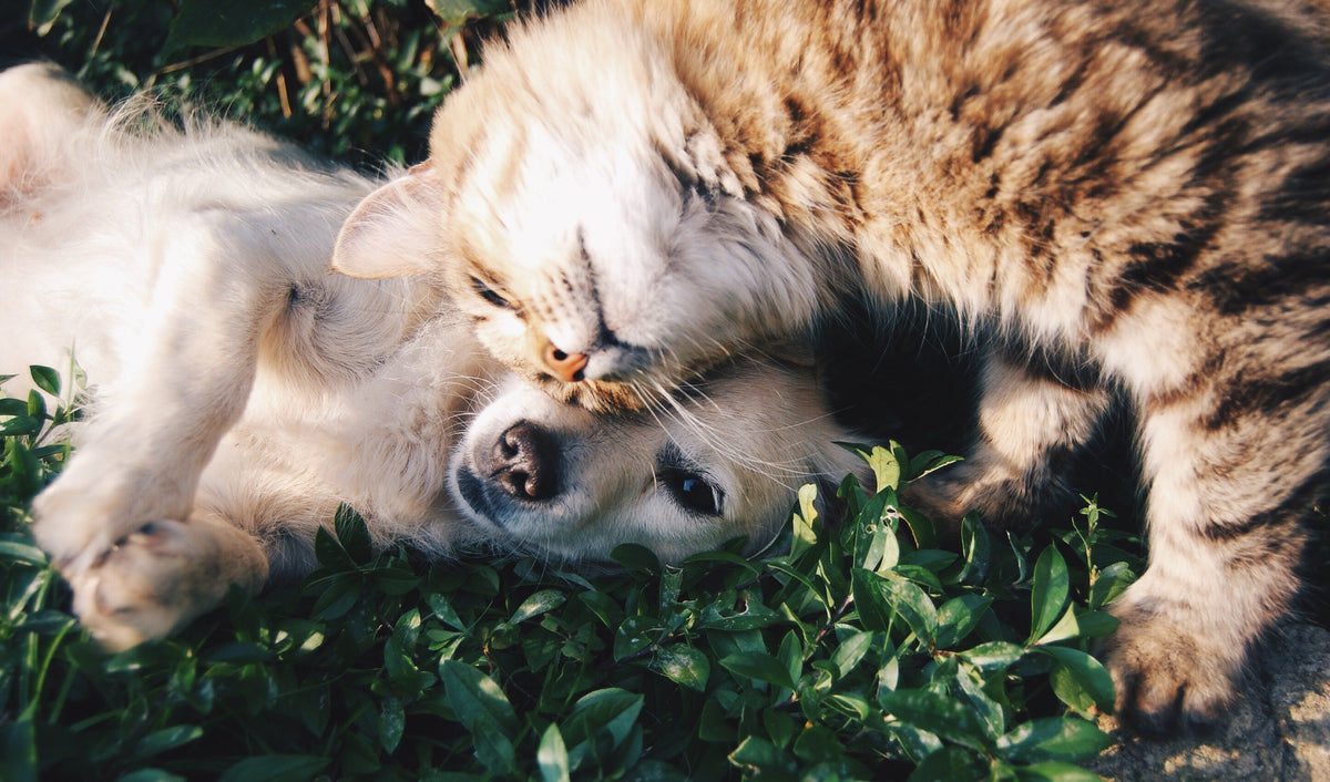 Showing kindness to animals on Random Acts of Kindness Day – Barc London