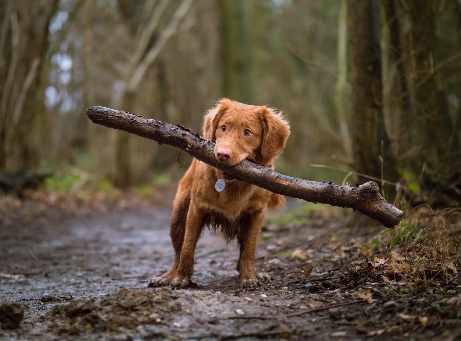 Dog Maturity: When Does A Puppy Become A Dog? | Barc London