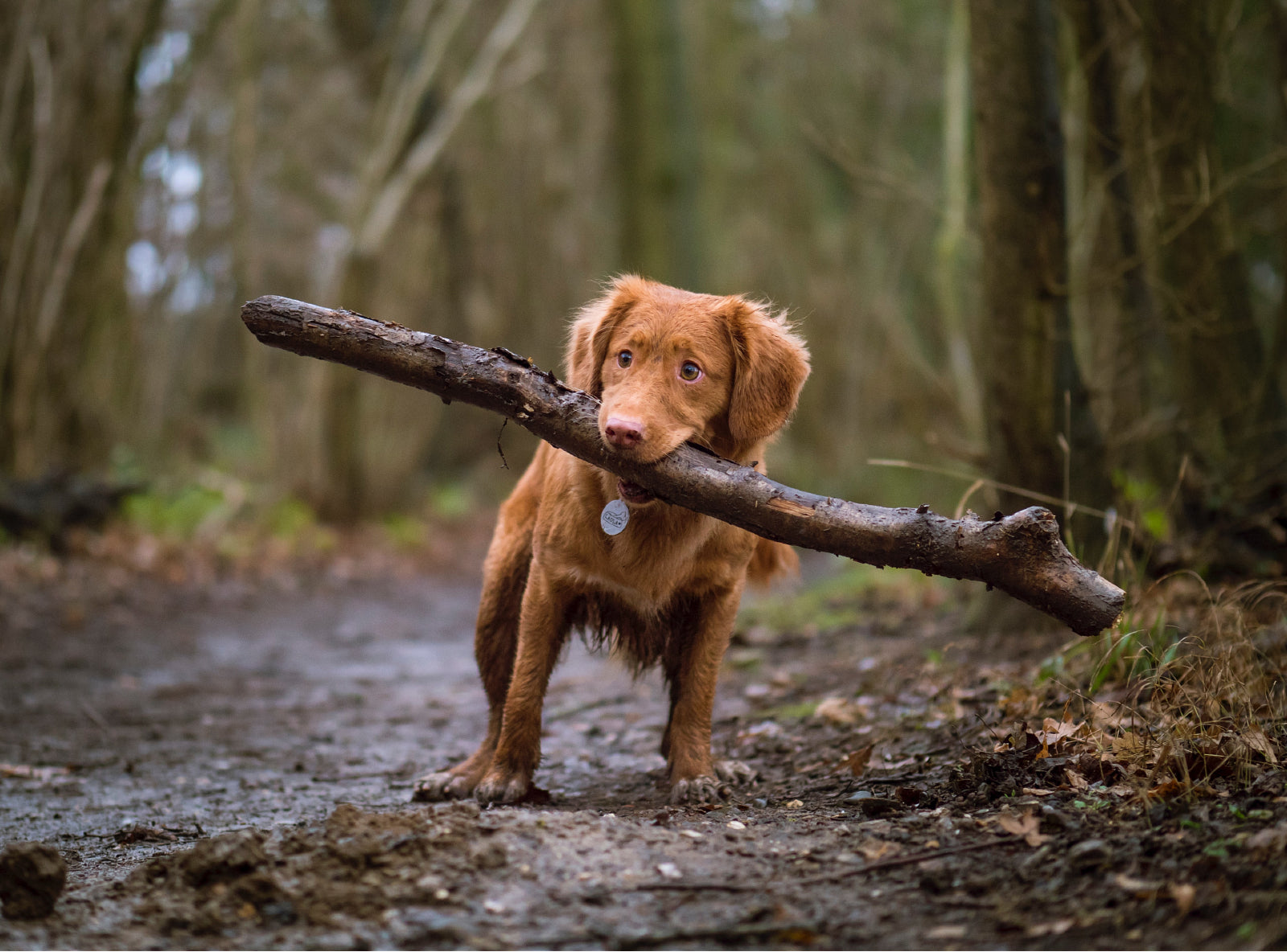 When does a puppy become a dog?