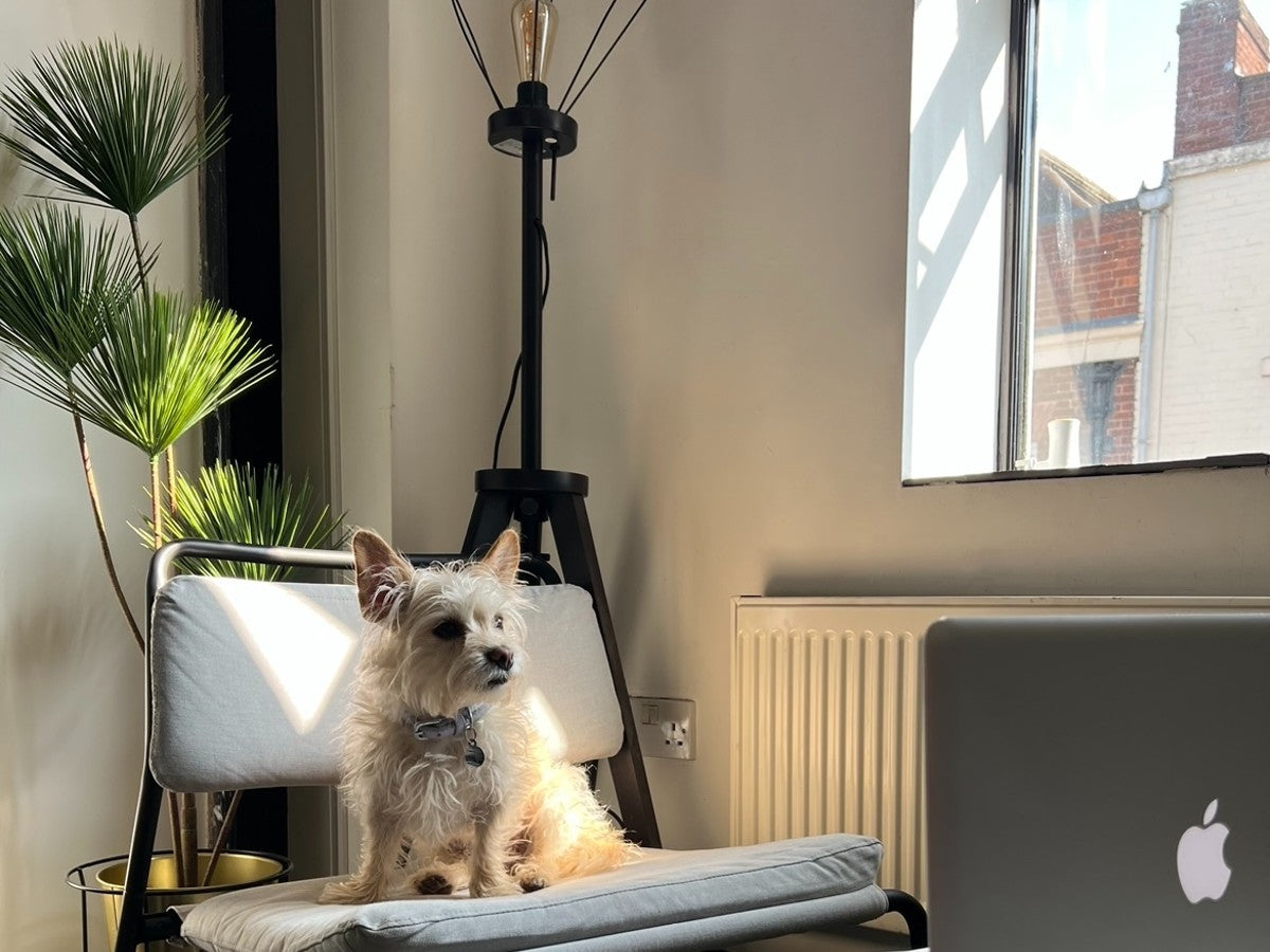 Celebrating ‘Bring Your Dog to Work Day’ at Barc London HQ