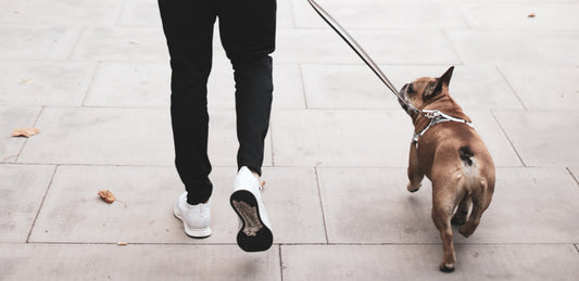 The incredible benefits of walking your dog daily