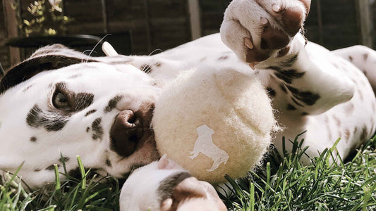 Dog Playing with Tennis Ball