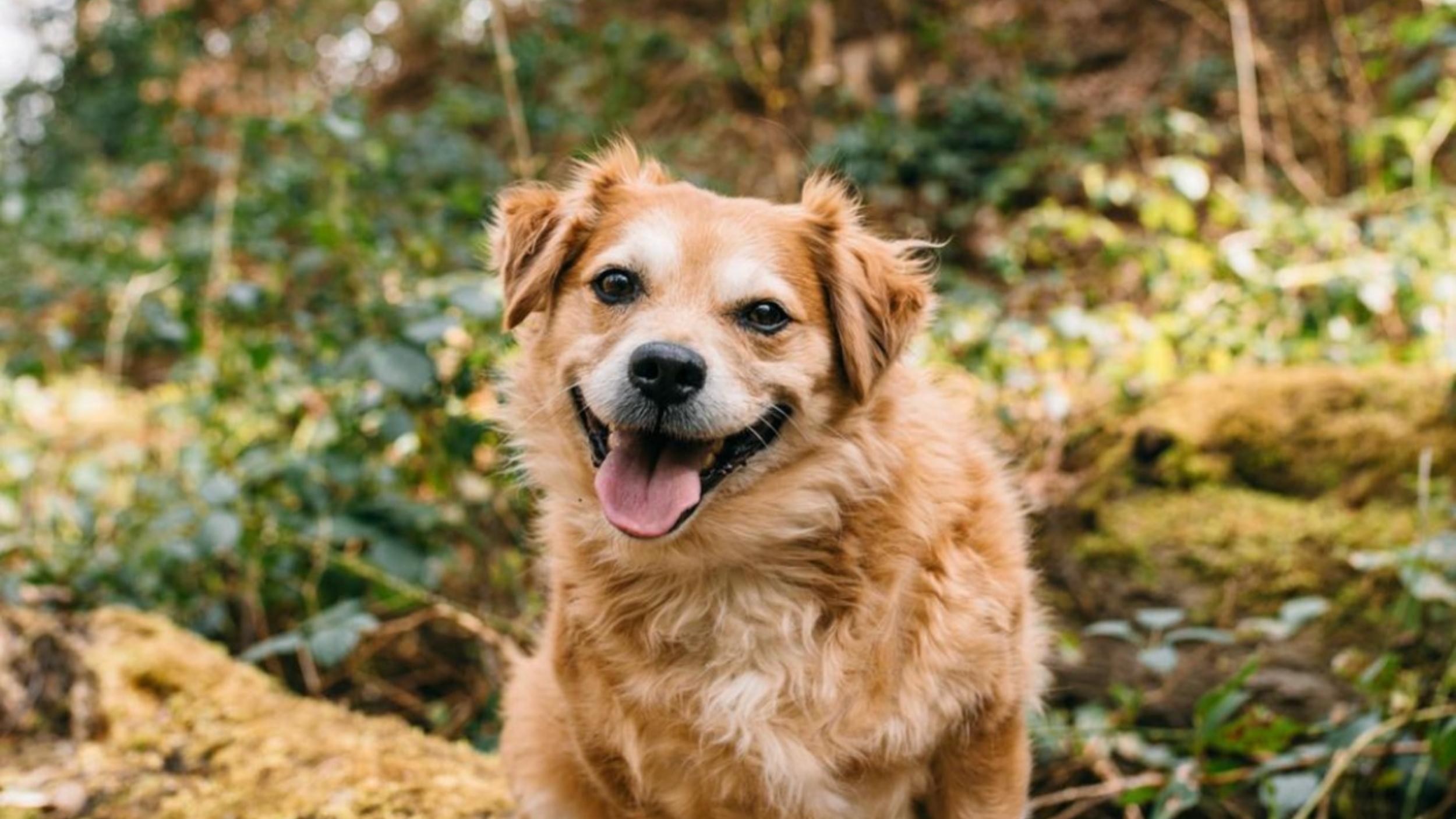 A Round up of the Best Dog Toys UK for 2022 Barc London