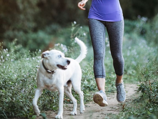 Dog Running With Active Owner. Photo Credit: RyanJLane from Canva