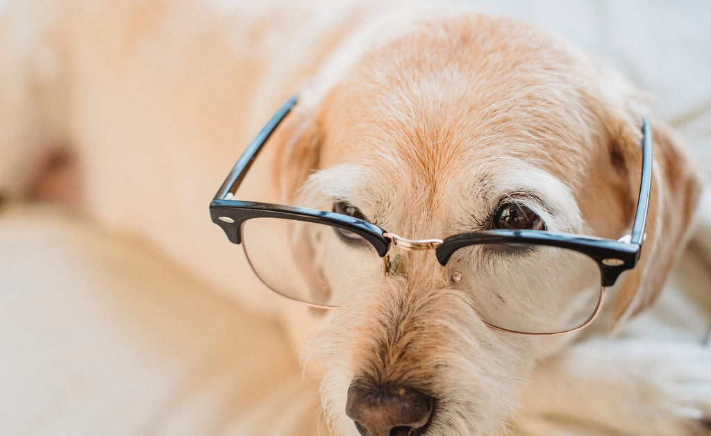 7 Brain Games to Enjoy With Your Dog