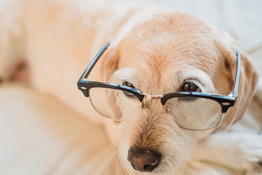 Dog Wearing Glasses by Samson Katt on Pexels