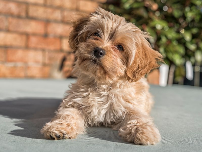 The Complete Cavapoochon Breed Guide | Barc London