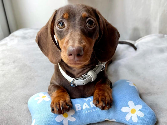 Dachshund Accessories by Barc London. Image Credit: @dashi_and_lapka_dachshunds via Instagram