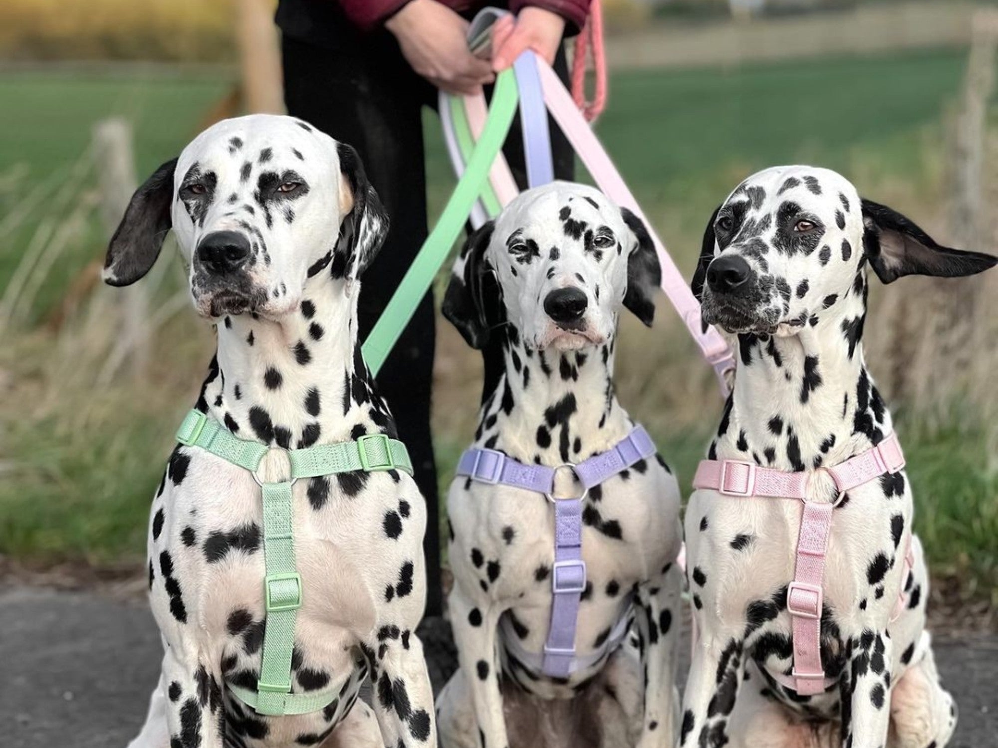 Dalmatian Accessories by Barc London