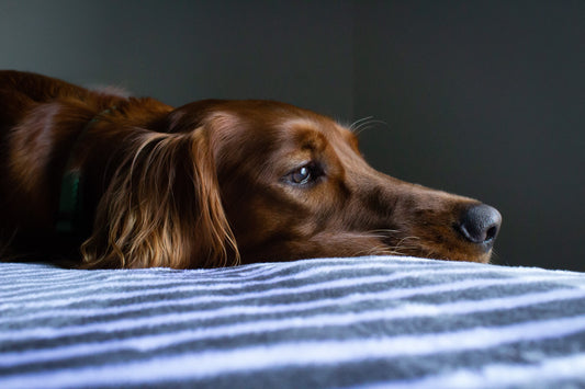 Photo of Sad Dog by Ryan Stone on Unsplash