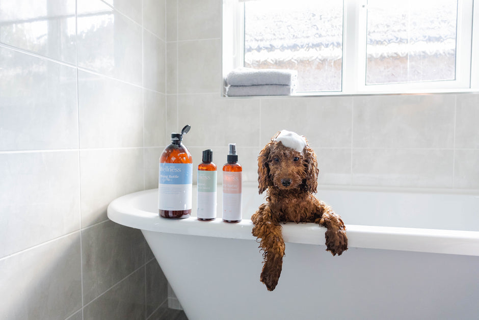 a-guide-to-new-dog-laws-uk-rules-for-dog-owners-in-2022