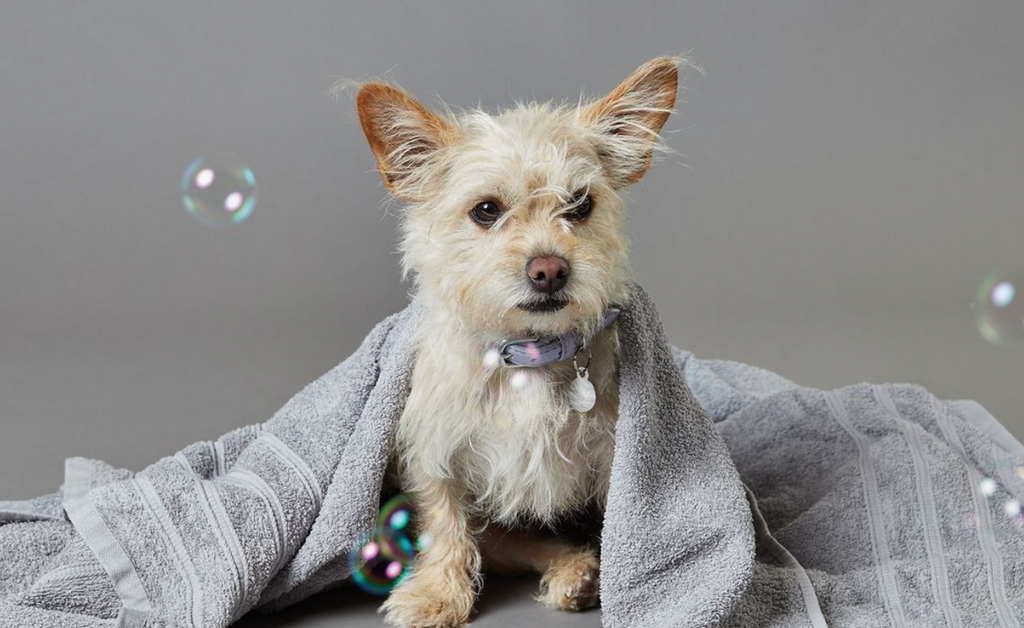 Dog grooming best sale for beginners