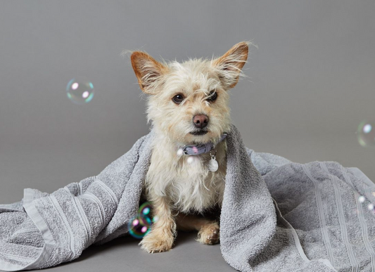 Dog Wrapped in Towel After Grooming Bubble Bath