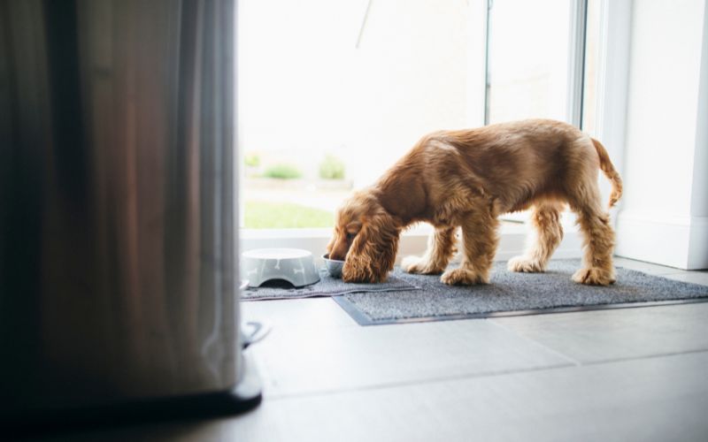 Do dogs eat less in summer? Nutrition tips for warm weather