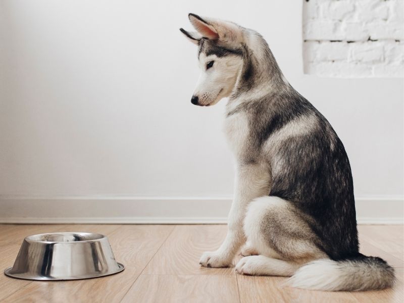 How To Get A Dog To Drink Water During Summer