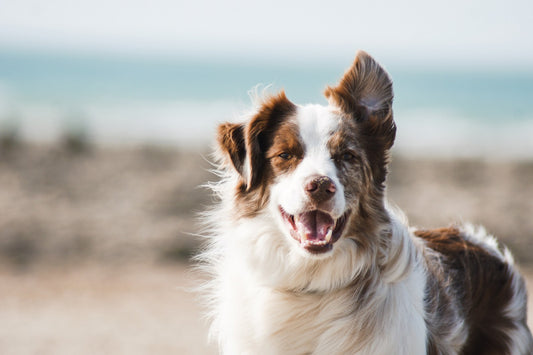 Dog Enjoying UK Beach by Pauline Loroy on Unsplash