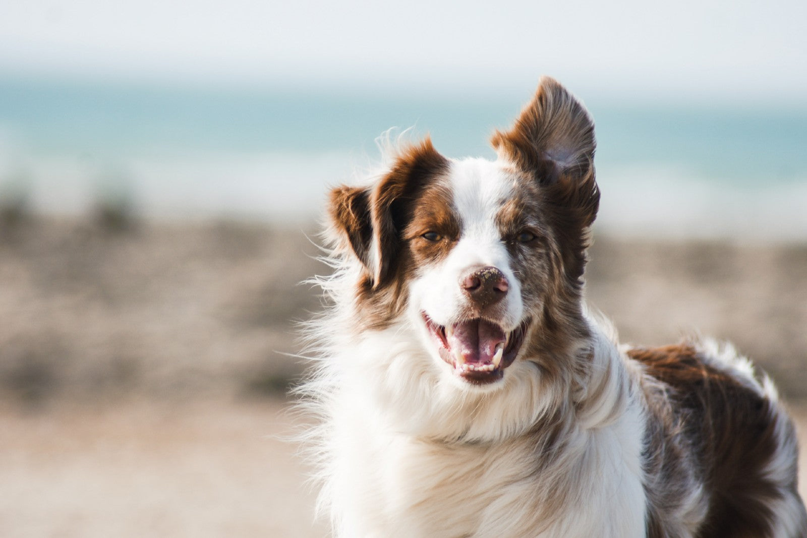 Dog Enjoying UK Beach by Pauline Loroy on Unsplash