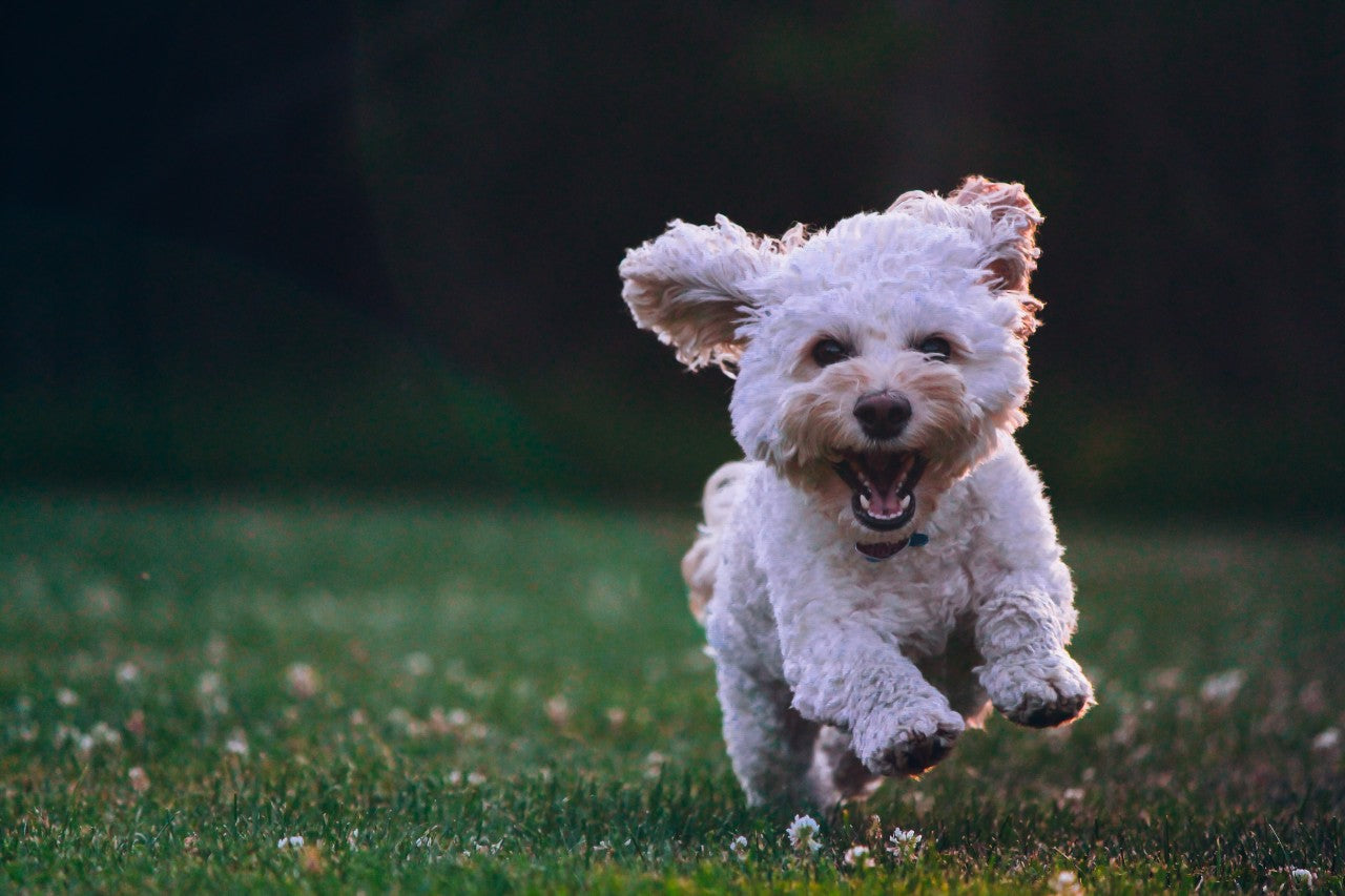 Dog Recall Training in Action by Photo by Joe Caione on Unsplash