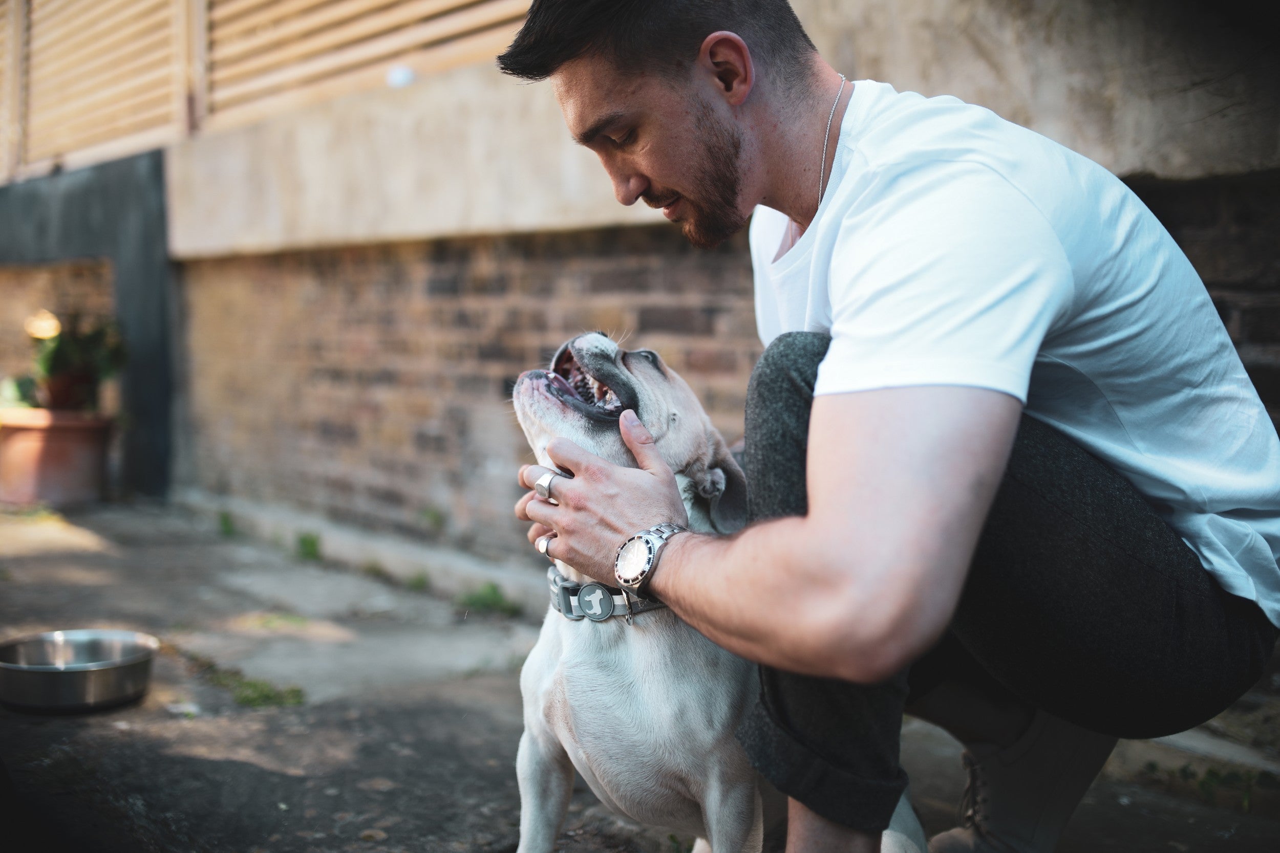Dog Showing Owner Love & Affection